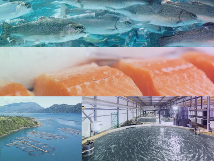  La FAO lidera los esfuerzos mundiales para fortalecer la acuicultura para la alimentación y el desarrollo sostenible
