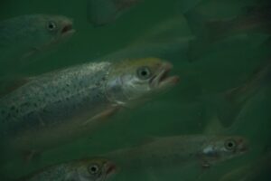 Hacia una economía circular: Cómo el ensilado de salmón impulsa la productividad de praderas Patagónicas