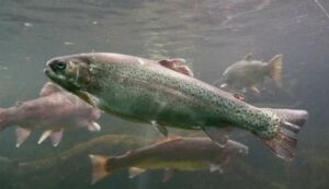 Equilibrio térmico: La temperatura ideal para el crecimiento del salmón del Atlántico en RAS