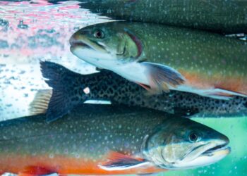 Ficha Técnica: Bienestar de los peces. Cómo evaluar con precisión este vital indicador.