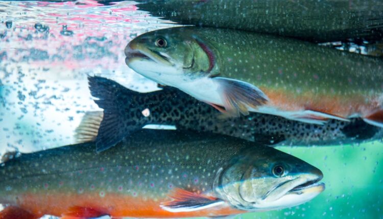 Ficha Técnica: Bienestar de los peces. Cómo evaluar con precisión este vital indicador.