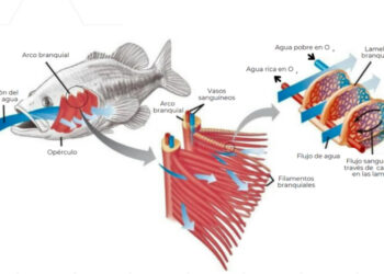 Ficha Técnica: Efecto del O2 en Peces