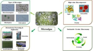 Investigación: Publican estudio que evalúa el uso de microalgas en alimentación de peces
