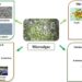 Investigación: Publican estudio que evalúa el uso de microalgas en alimentación de peces