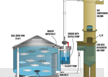 Estudio evalúa la viabilidad de alimentar el salmón durante proceso de depuración en RAS