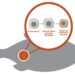 Estrés oxidativo: Una amenaza para la salud y la calidad del salmón