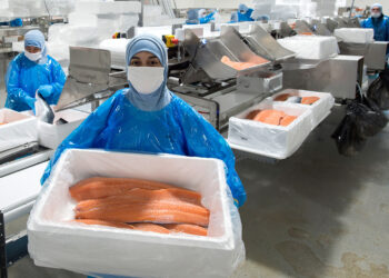 Salmón impulsa el crecimiento de las exportaciones de la región de Los Lagos