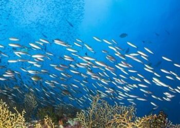 Producción de harina y aceite de pescado sigue con tendencia a la baja