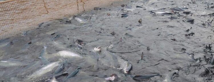Sernapesca informó sobre nuevos centros que activaron planes de contingencia por Floración de Algas Nocivas