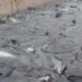 Sernapesca informó sobre nuevos centros que activaron planes de contingencia por Floración de Algas Nocivas