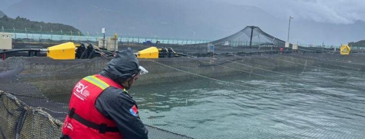 Reportan nuevo evento FAN en estuario de Reloncavi