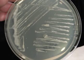 Investigadores describen nueva especie bacteriana