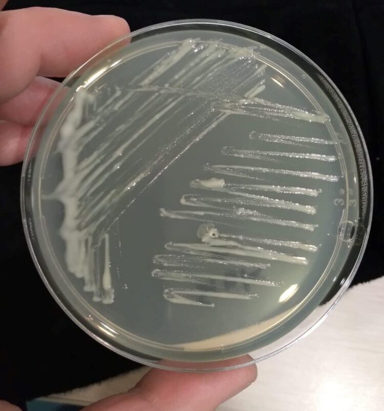 Investigadores describen nueva especie bacteriana