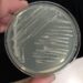 Investigadores describen nueva especie bacteriana