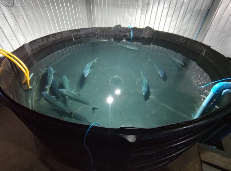 Expondrán sobre tecnologías aplicables al cultivo de peces marinos nativos