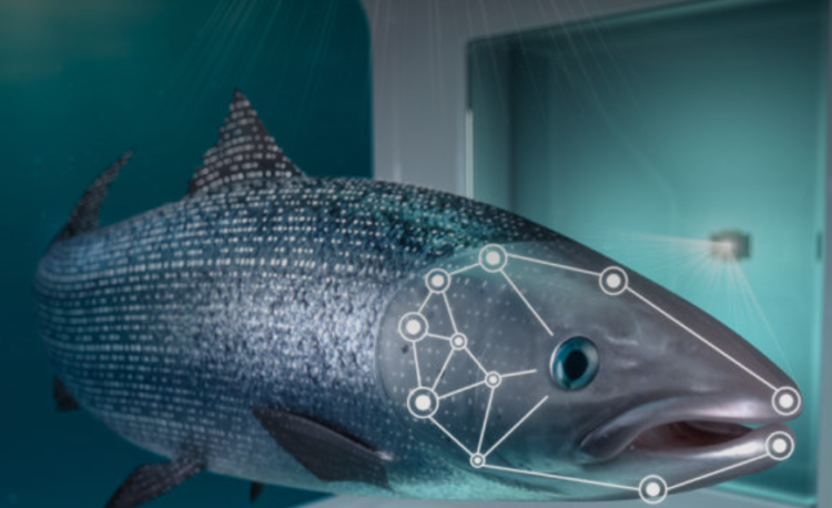 iFarm: reconoce peces individuales en la jaula mediante inteligencia artificial