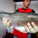 Región de Perú sufre por baja en las exportaciones de trucha