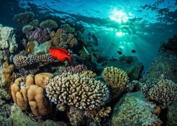 Chile y su Patagonia se consagran como capital global de soluciones oceánicas sostenibles
