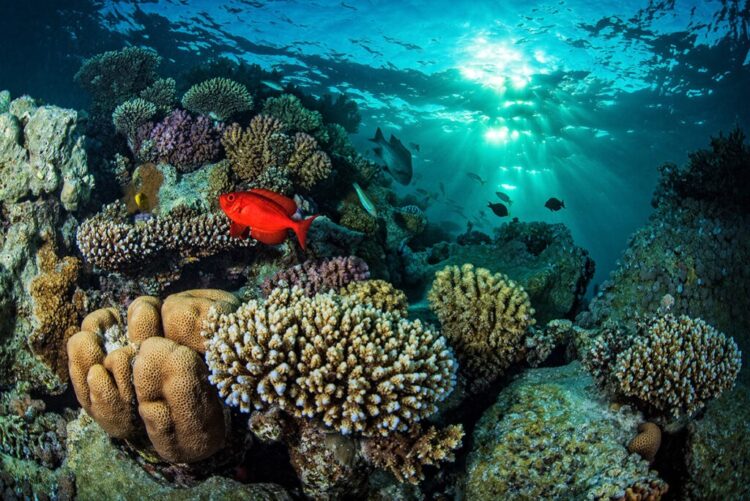 Chile y su Patagonia se consagran como capital global de soluciones oceánicas sostenibles