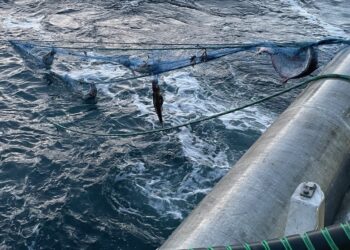 La biomasa total de salmón en jaulas noruegas experimentó un aumento del 1,3 por ciento en 2023