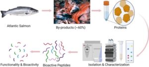 Estudios: Desechos de la producción de salmón se convierten en péptidos bioactivos