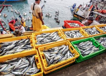 Perú cierra segunda temporada de anchoveta