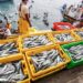 Perú cierra segunda temporada de anchoveta