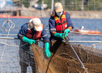 Atentan contra jaula con salmones listos para cosecha