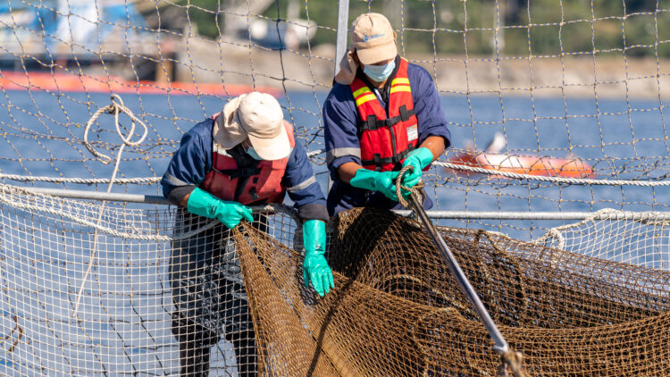 Atentan contra jaula con salmones listos para cosecha