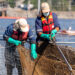 Atentan contra jaula con salmones listos para cosecha