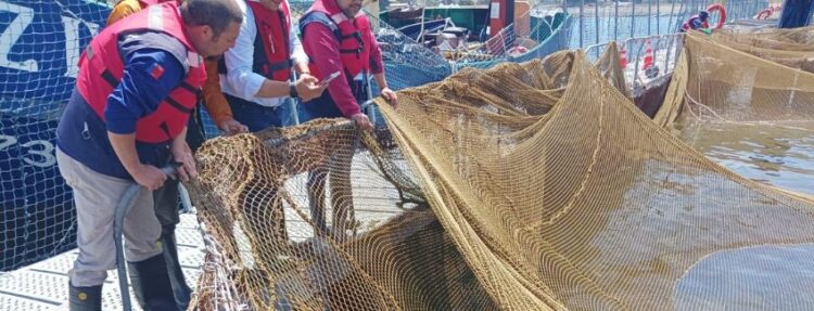 Sernapesca fiscaliza evento de escape de peces en Calbuco