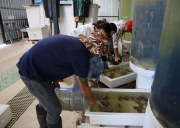 Futuros técnicos en acuicultura se capacitan en el manejo reproductivo de Ostión del Norte