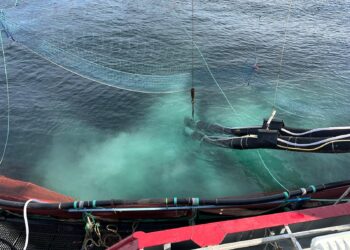 Mejorando el impacto ambiental y la salud de los peces durante el tratamiento contra los piojos de mar  