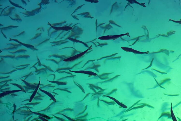 Gigante Salmon aplaza su primera cosecha de Rødøy hasta 2025