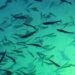 Gigante Salmon aplaza su primera cosecha de Rødøy hasta 2025