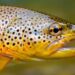 Experto en peces y coautor de estudio: una de cada dos especies amenazadas o extintas