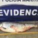 EDITORIAL «Robo de salmones”: el delito que sacude los cimientos de la salmonicultura chilena