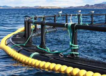 Proyección 2024 de Rabobank:  salmón al alza y camarones con incertidumbre
