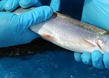 Sernapesca publicó Informe Sanitario de la Salmonicultura del primer semestre del año 2023