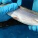 Sernapesca publicó Informe Sanitario de la Salmonicultura del primer semestre del año 2023