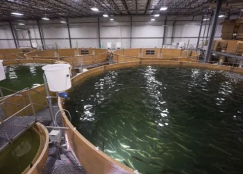 Créditos AquaBounty.