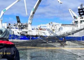 2024 arranca con nueva  mortalidad masiva de salmónidos en Aysén