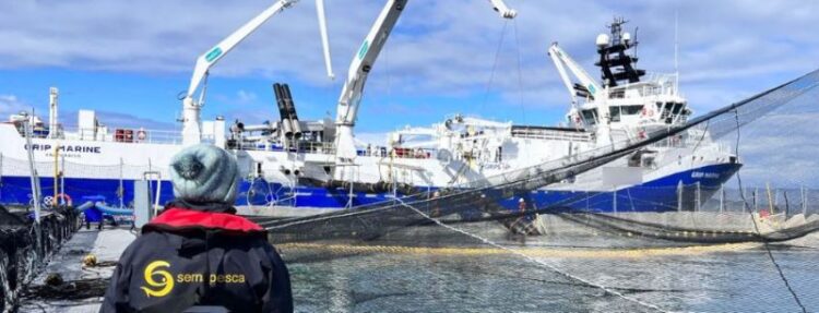2024 arranca con nueva mortalidad masiva de salmónidos en Aysén