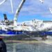 2024 arranca con nueva  mortalidad masiva de salmónidos en Aysén