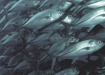Tratamiento sustentable para las aguas residuales en la acuicultura NAPRAS