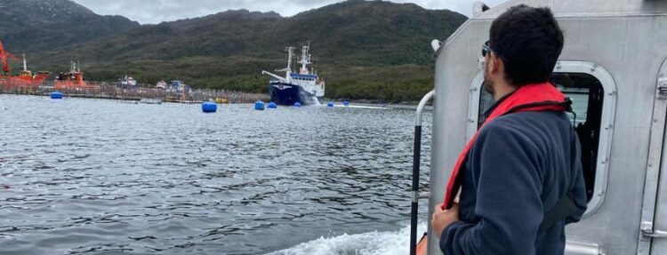 Aysén: Sernapesca informó que las empresas han extraído el 71% de la mortalidad de peces por FAN