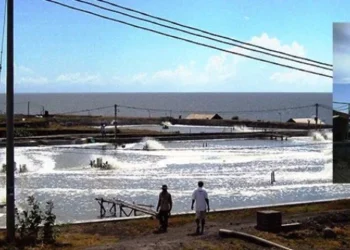 Exploran desafíos y ventajas de sistemas biofloc