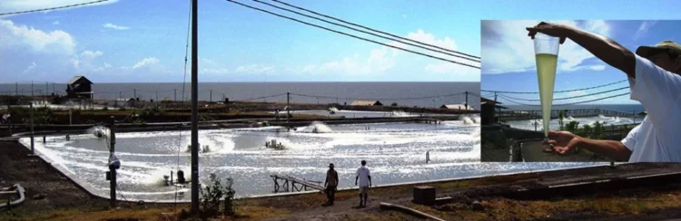 Exploran desafíos y ventajas de sistemas biofloc
