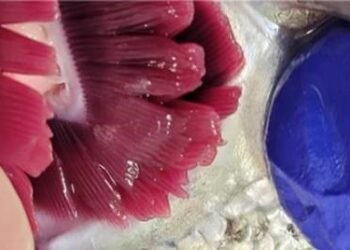 Investigan en profundidad enfermedad branquial compleja en el salmón del Atlántico