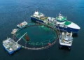 Director de Pesca de Noruega pide regulaciones más estrictas para el conteo de peces en la acuicultura